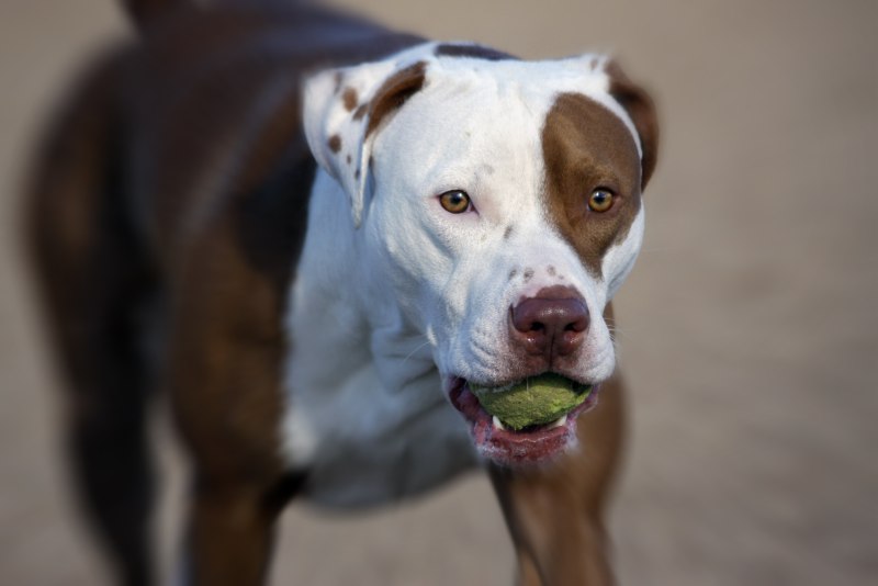 Tiger Pitbull