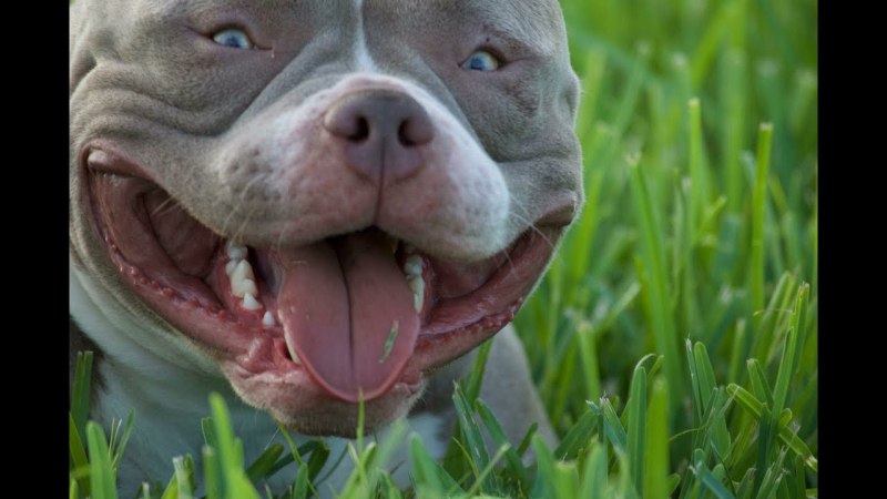 Putbulls