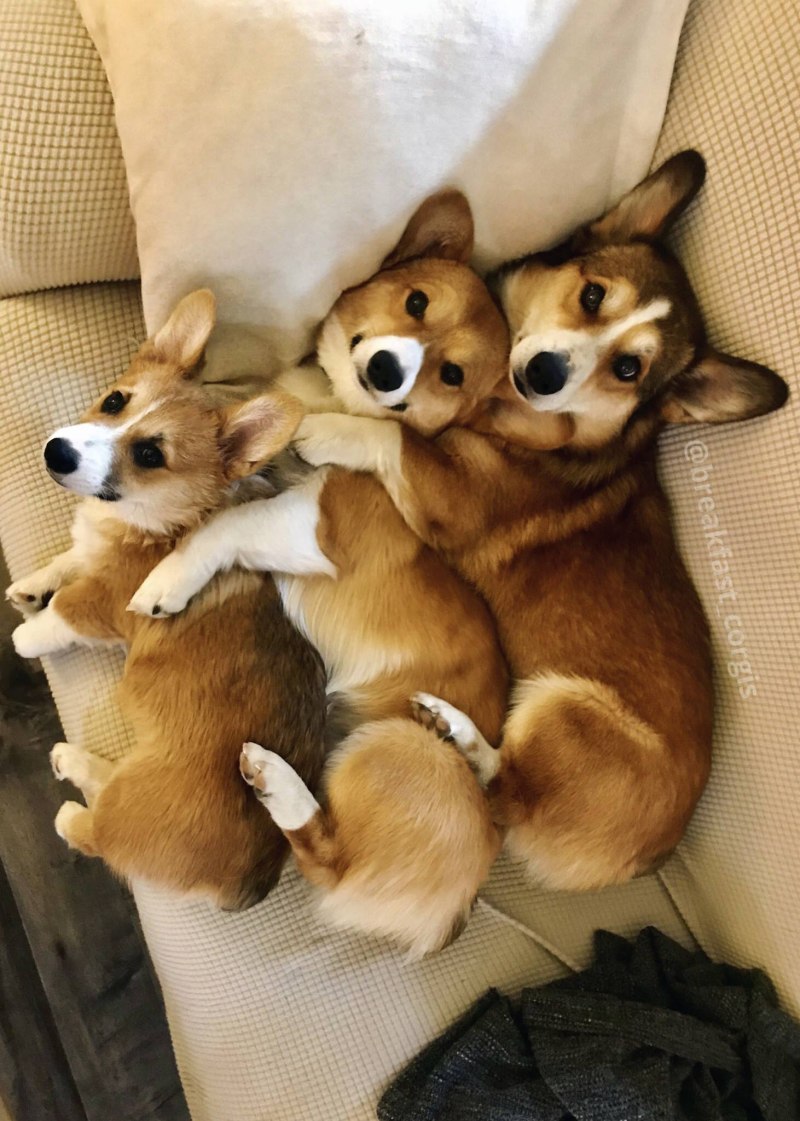 Вельш корги пемброк маленькие