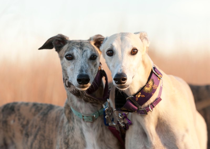 Greyhound Флорида