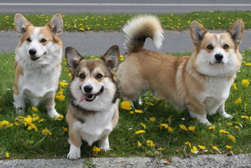 Рокки корги
