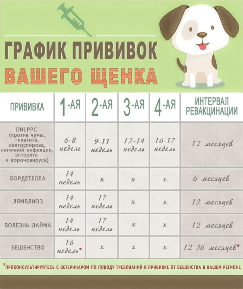 Как проглистогонить собаку в домашних условиях