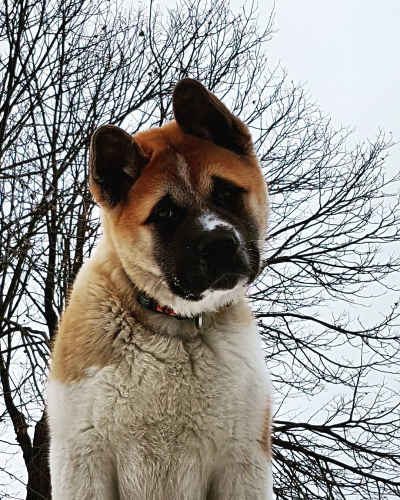 Киба ину