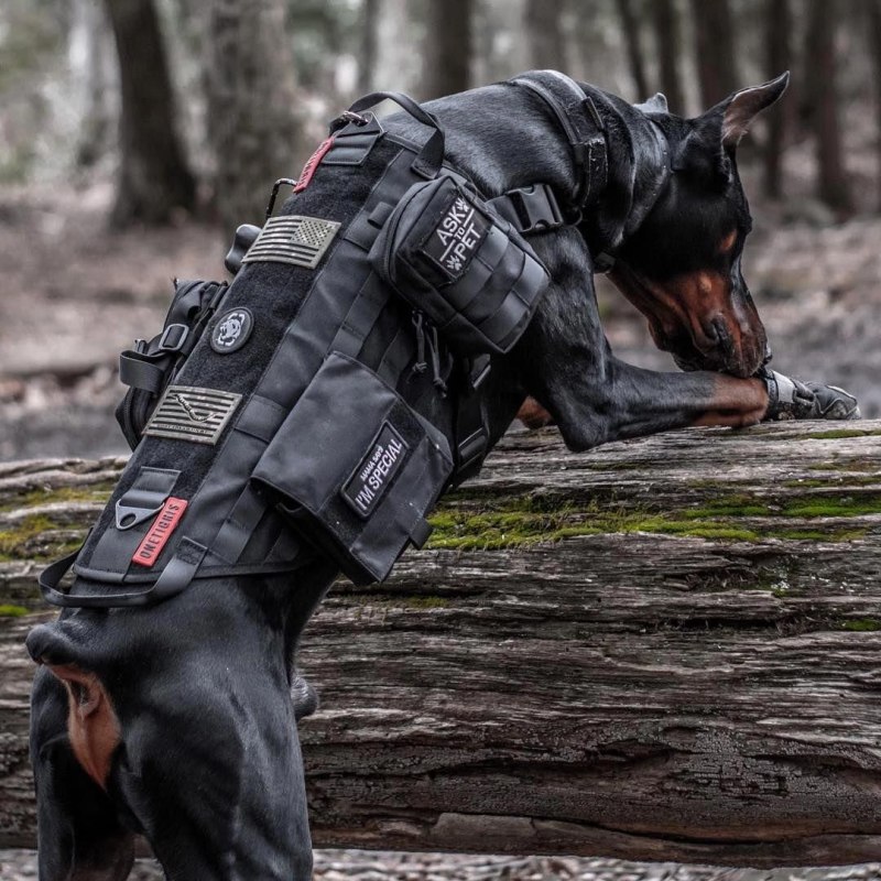 Доберман k9