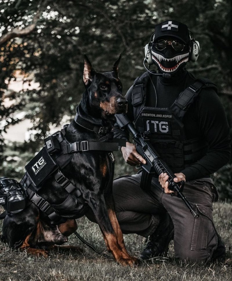 Доберман телохранитель