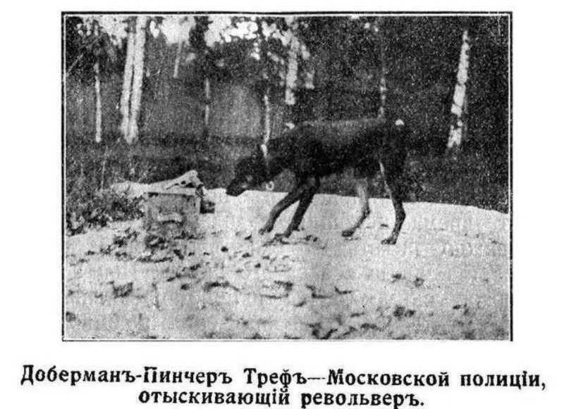Легендарный Доберман Треф