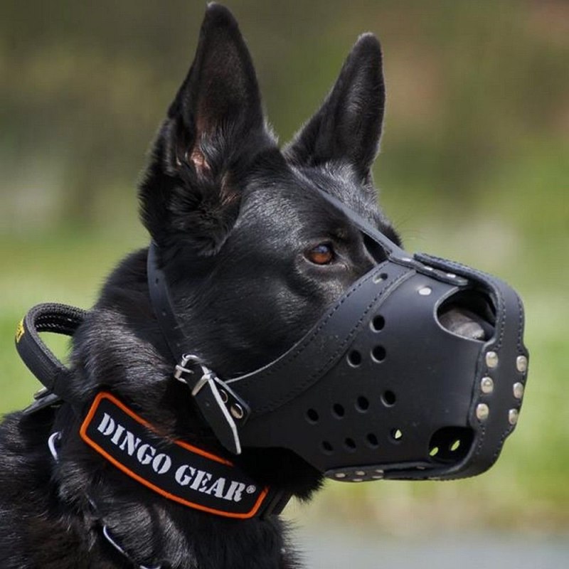 Dingo Gear ошейник