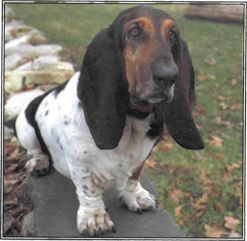 Dachshund sniff