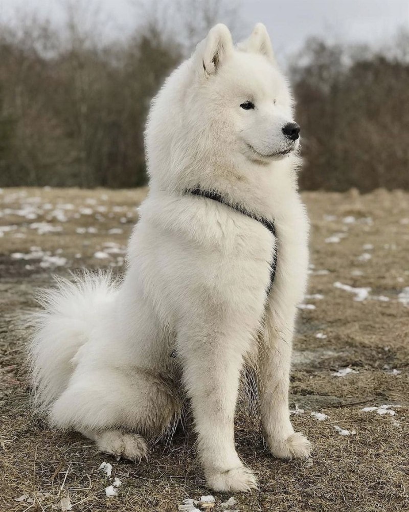 Белая лайка самоед