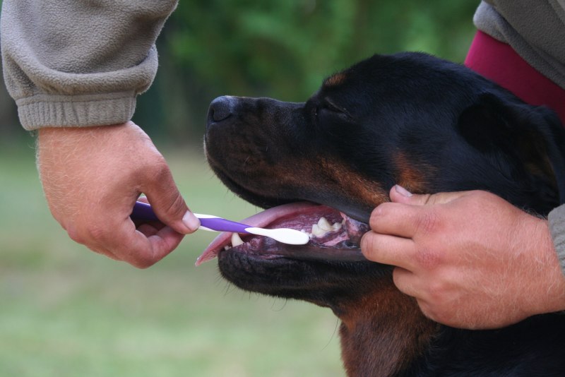 Гель Tropiclean Fresh Breath для чистки зубов для собак и кошек 118 мл