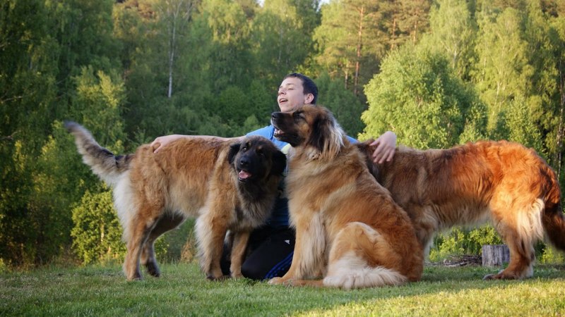 Леонбергер горный Лев