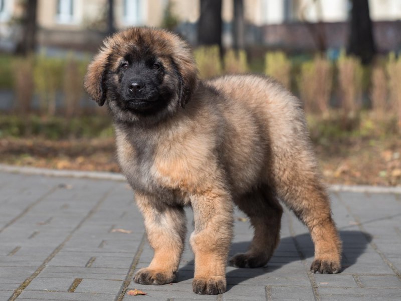 Леонбергер собака