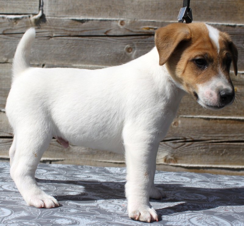 Fox Terrier гладкошерстный