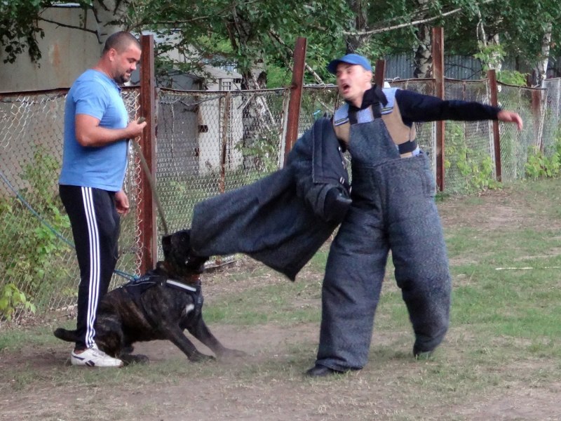 Кан Хен УК дрессировщик собак