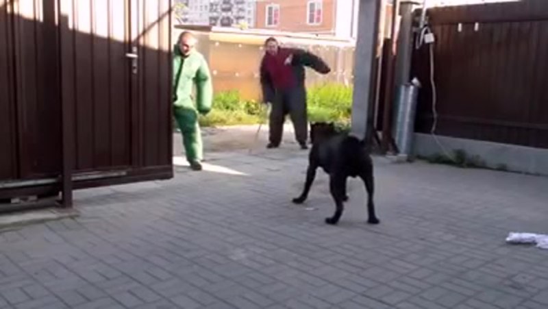 Кане Корсо охрана территории