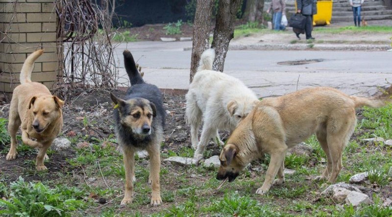 Свора собак в лесу