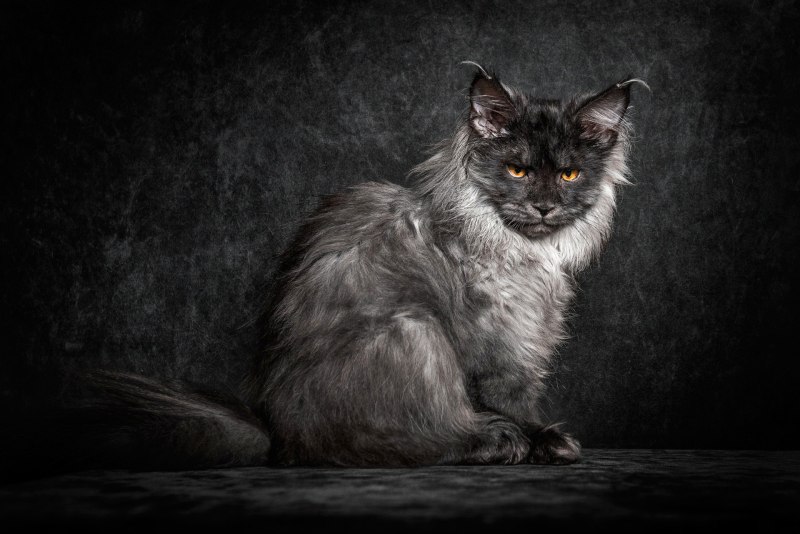 Кот Мейн кун серо черный
