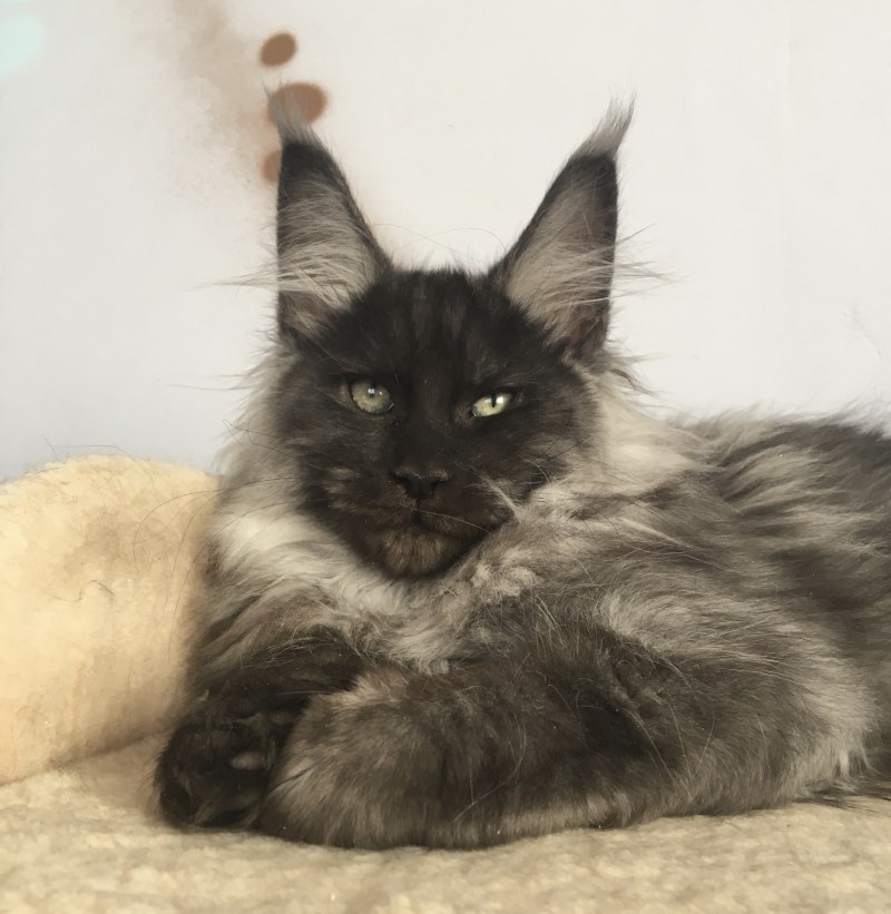 Кот Мейн кун черный дым
