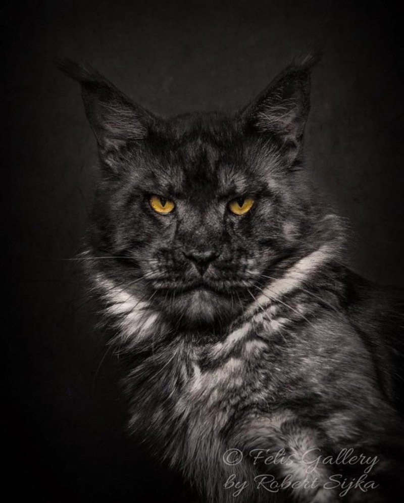 Черная кошка Мейн кун