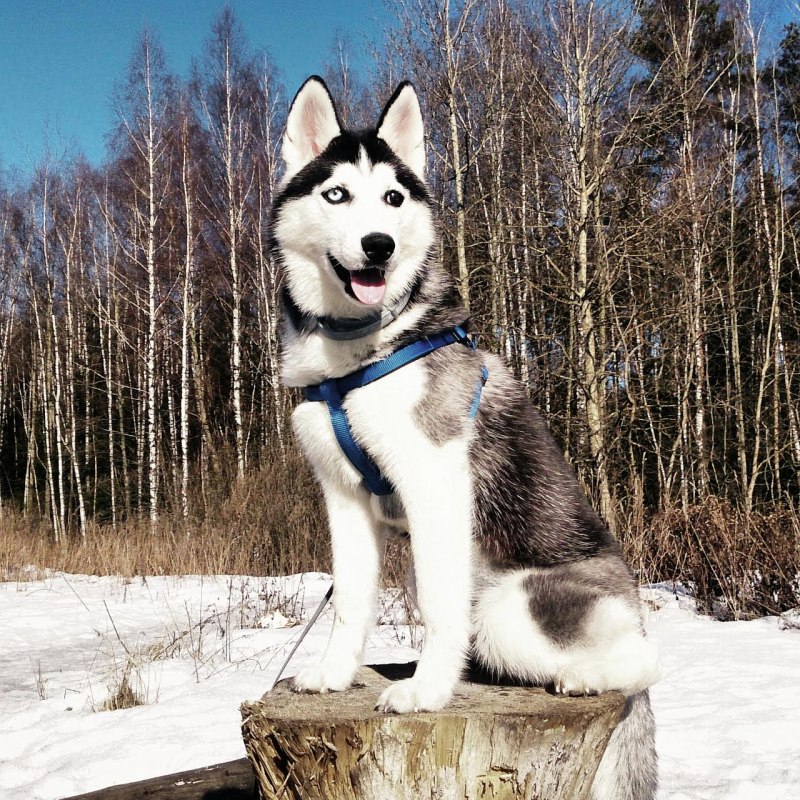 Хаски рост