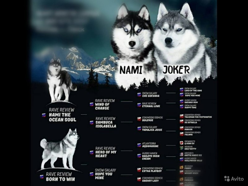 Ферма хаски в Ижевске