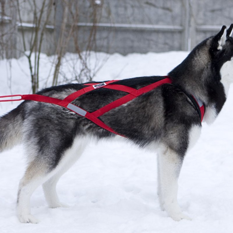 Шлейка Alaskan Malamute