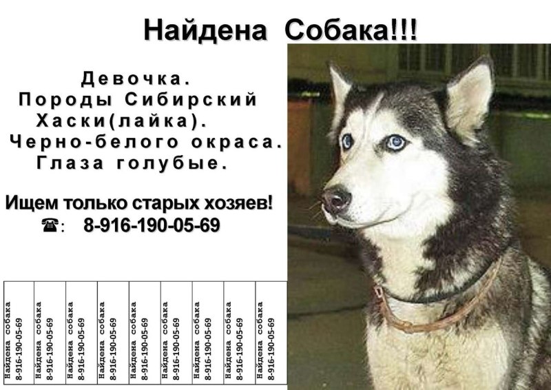 Объявление о пропаже хаски