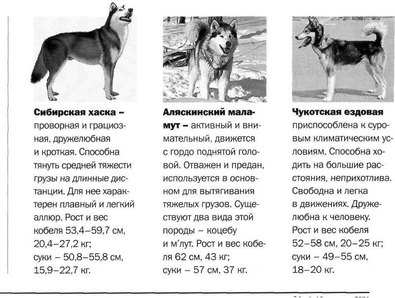 Сибирская хаски в 6 месяцев рост и вес