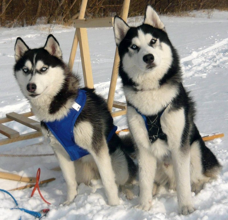Хаски ферма