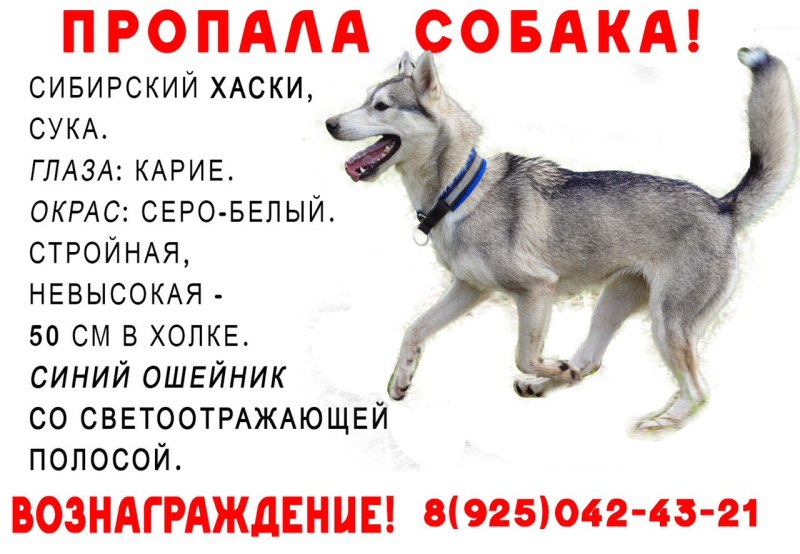 Девушка бежит Сибирский хаски