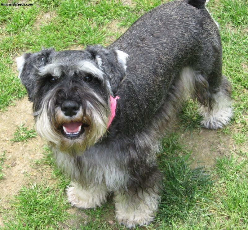 Miniature Schnauzer Black and Silver