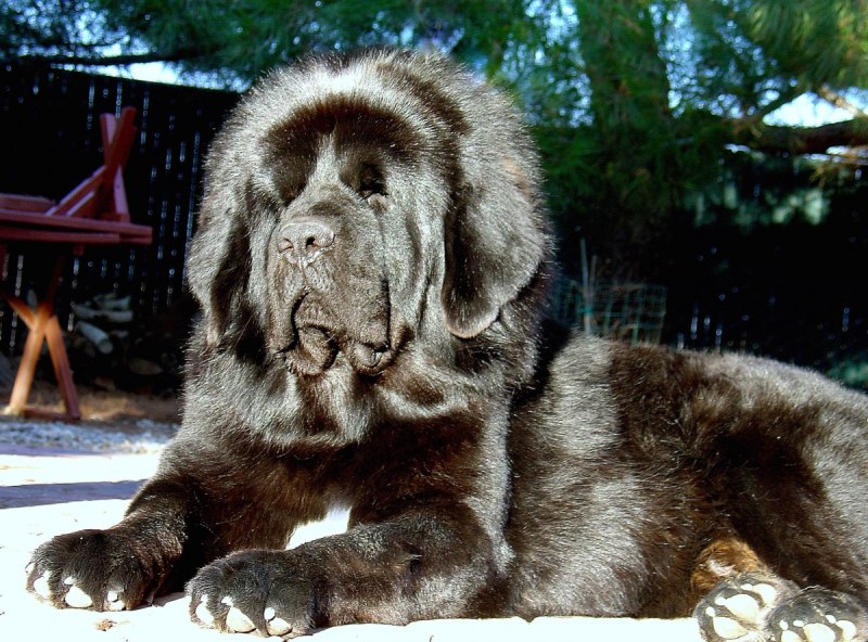 Кавказский мастиф