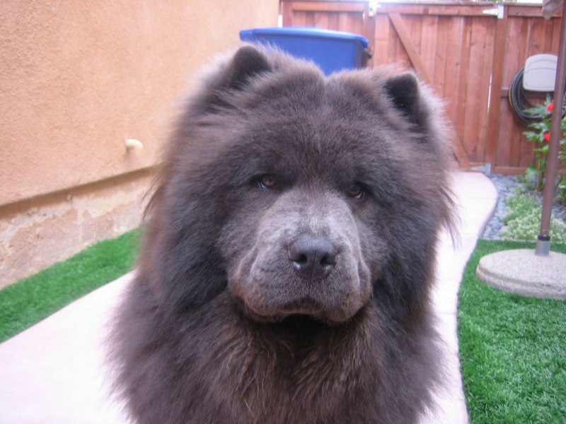 Chow Chow Blue