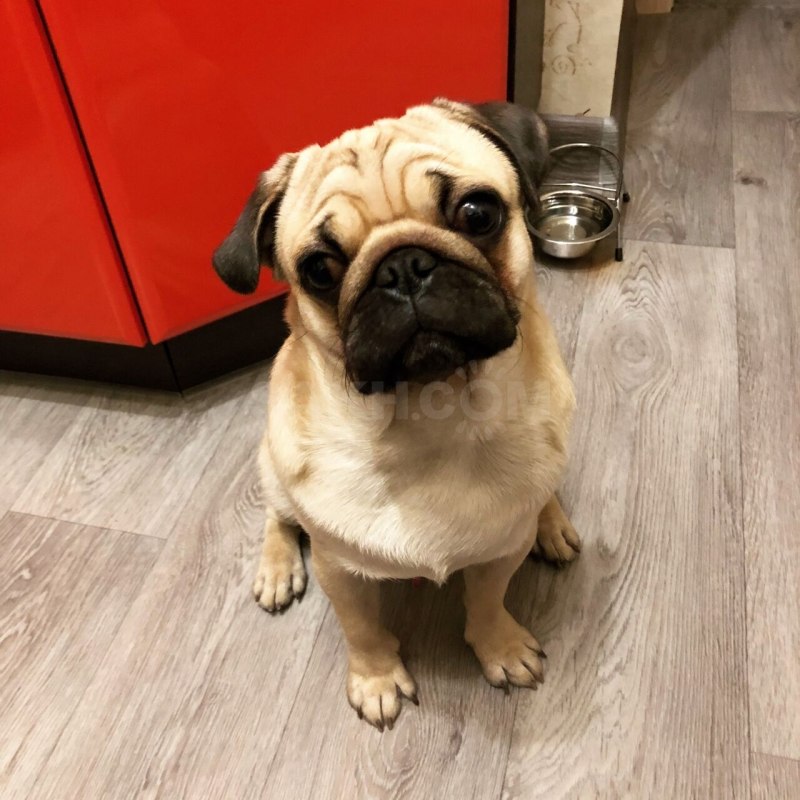 Dog the Pug Instagram