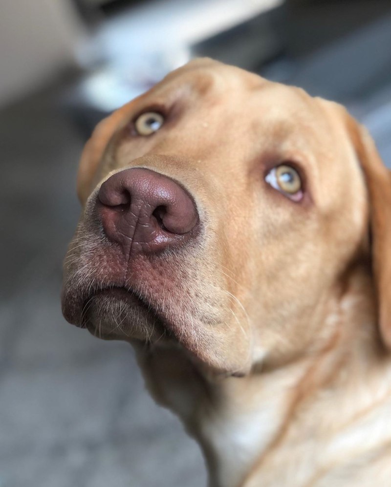 Labrador Retriever