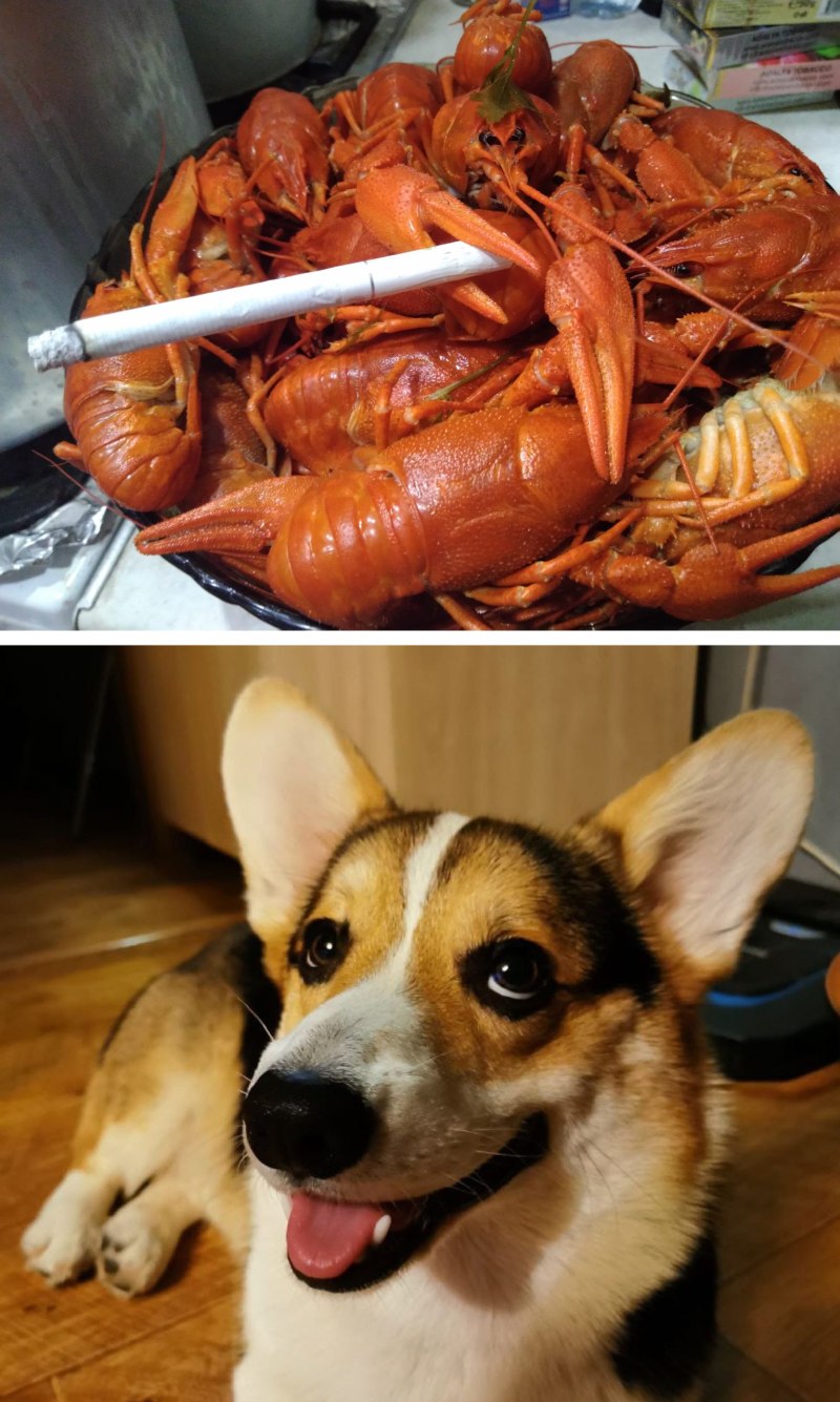 Печенье для собак