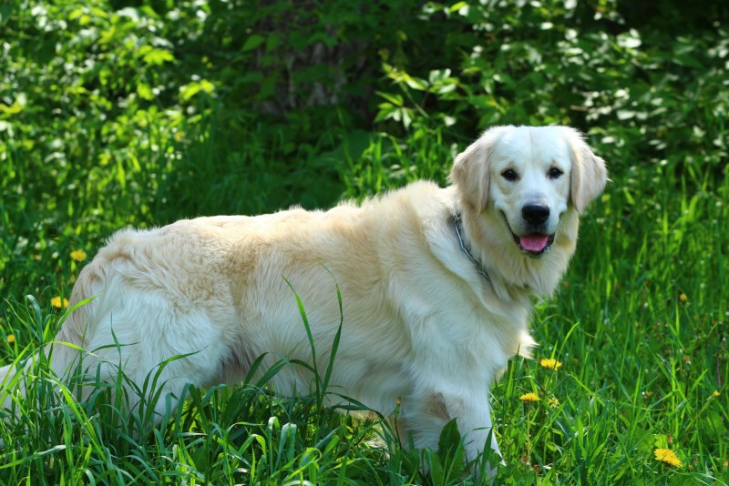 Золотистый ретривер Golden Retriever