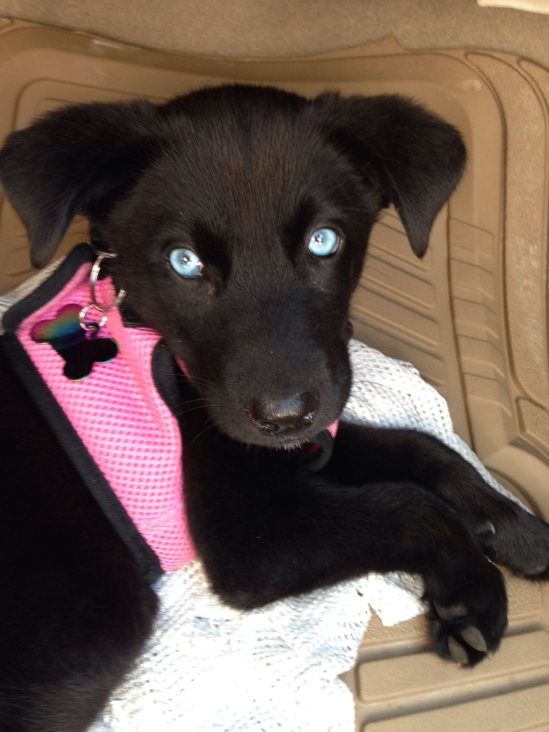 Labrador with Husky Mix