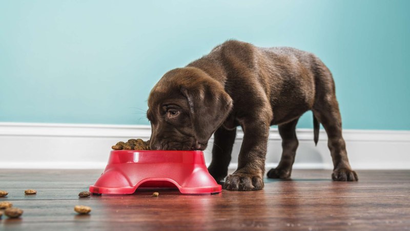Eukanuba Breed specific