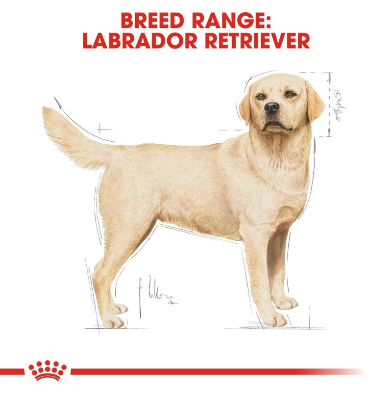 Eukanuba Adult Breed specific Labrador Retriever