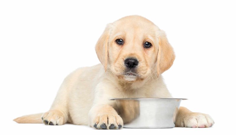 Royal Canin Labrador Retriever Junior