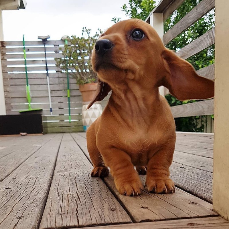 Yorkshire Terrier, Italian Greyhound, Pug