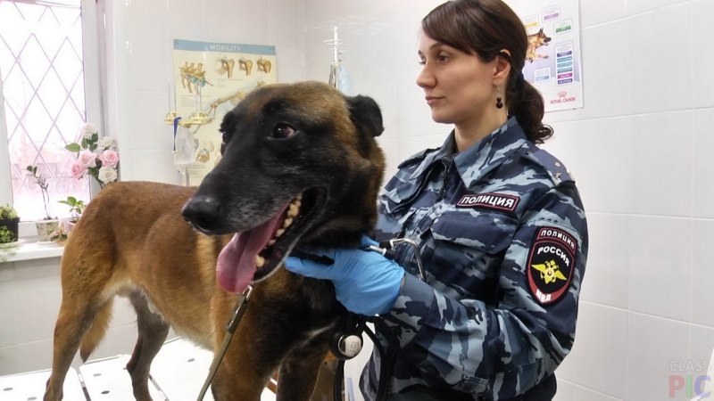 Кинолог с собакой
