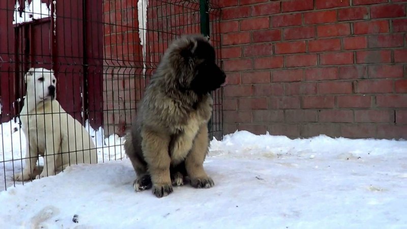 Кавказская овчарка 100 кг