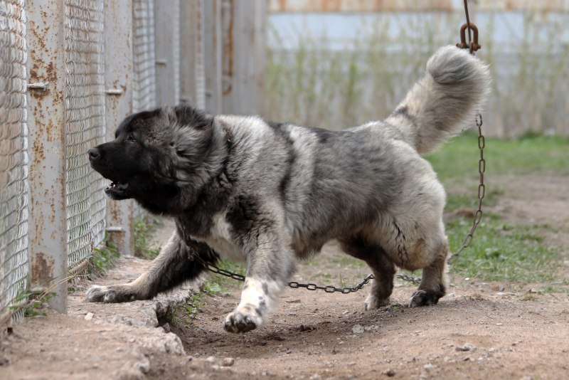 Кинологический питомник симфония