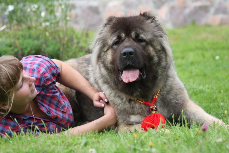 Caucasian Shepherd Running