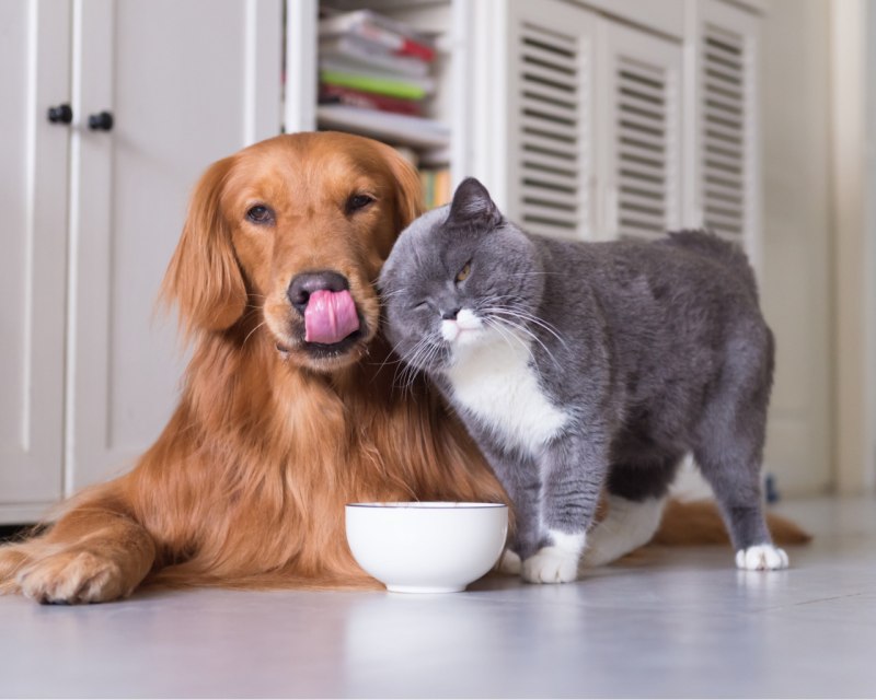 Кошки и собаки
