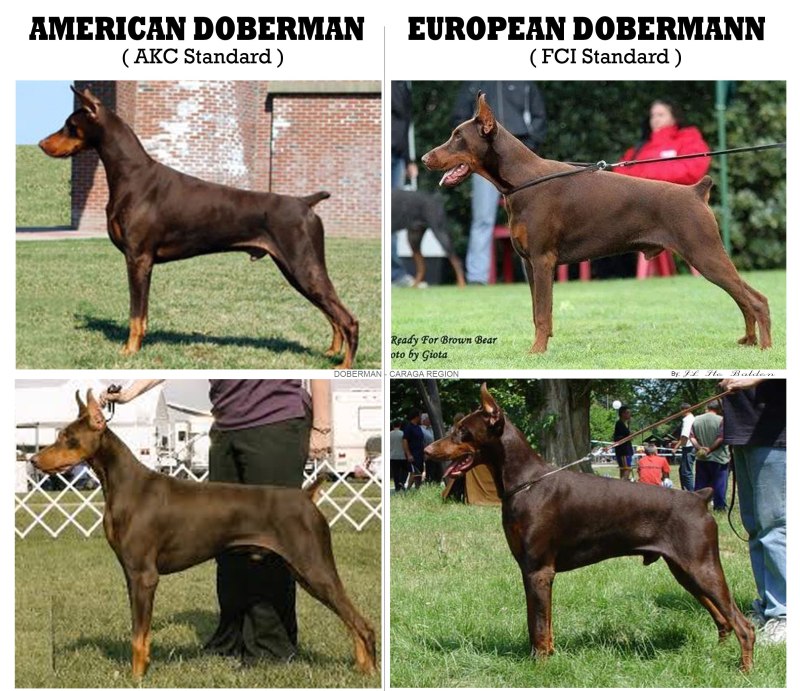 Доберман американский и Европейский