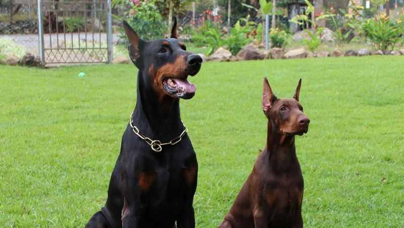 3 Добермана