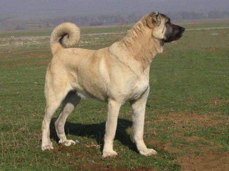Турецкий алабай кангал